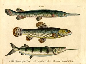 Esox: Hecht- und Schwertfischarten von John Pass