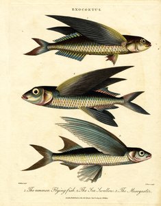 Fliegender Fisch