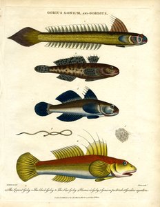 Gobius; Gonium und Gordius: Grundeln und Haarwurm von John Pass