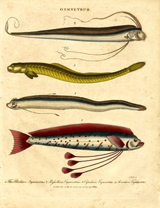 Gymnetrus – Bandfische von John Pass