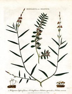 Hedysarum und Helotium von John Pass