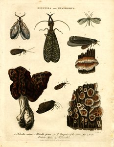 Helvella und Hemerobius von John Pass