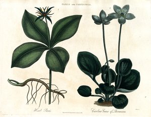 Einbeere und Parnassia von John Pass