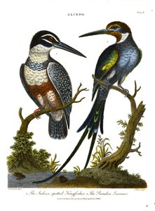 Eisvögel (Alcedo): Indischer gefleckter Eisvogel und Paradies-Jacamar von John Pass