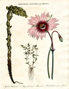 Monotropa; Monsonia und Montia - Drei botanische Gattungen von John Pass