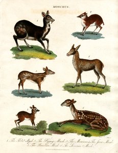 Moschus: Verschiedene Arten von Moschustieren von John Pass
