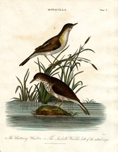Motacilla: Schwatzender Warbler und Isabella Warbler von John Pass