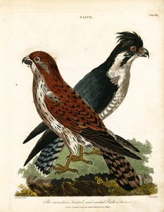 Bergfalke und Haubenfischerfalke von John Pass