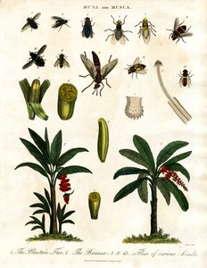 Musa und Musca - Bananenpflanzen und verschiedene Fliegenarten von John Pass