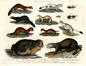 Mustela und Mutilla: Illustration verschiedener Marder und Mutilla-Insekten von John Pass