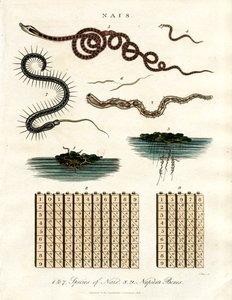 Nais - Wasserorganismen und Napiers Stäbe von John Pass