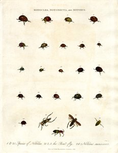 Notoclea; Notonecta; und Notoxus Käfer von John Pass