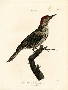 Nubischer Specht (Picus) von John Pass