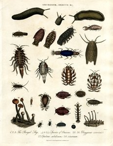 Onchidium;Oniscus und andere Arthropoden von John Pass
