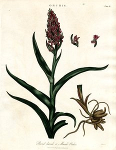 Orchideen: Breitblättrige oder Sumpf-Orchis von John Pass