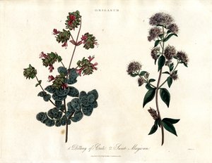 Origanum-Arten: Diptam von Kreta und Süßer Majoran von John Pass
