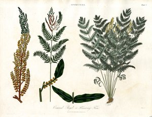 Osmunda von John Pass
