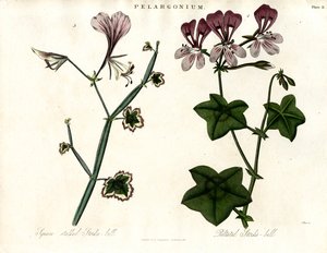 Pelargonium-Arten (Storchschnabel) von John Pass