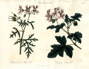 Pelargonium-Arten: Vielblättriger Storchschnabel und Klebriger Storchschnabel von John Pass
