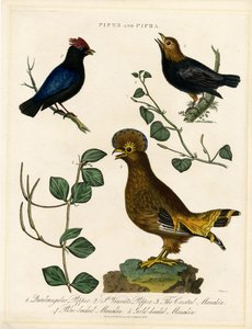 Pfeffervögel und Manakins von John Pass