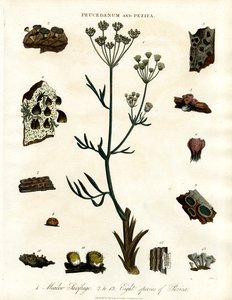 Peucedanum und Peziza von John Pass