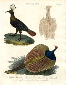 Phasianus (Fasanenarten) von John Pass