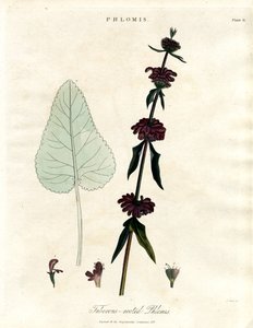 Phlomis: Knolliger Jerusalem-Salbei von John Pass