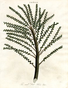 Phoenix (Dattelpalme) von John Pass