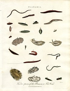 Planaria - Zwölf Arten von Plattwürmern