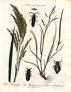 Poa und Podura von John Pass