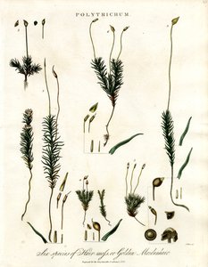 Polytrichum von John Pass