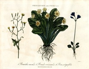 Prenanthes und Primula: Mauerlattich; Primel und Ganzblättrige Primel