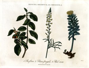 Reseda; Rhamnus und Rhodiola