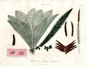 Königsfarn (Osmunda) von John Pass