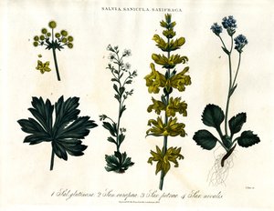 Salbei; Sanikel und Steinbrecharten von John Pass