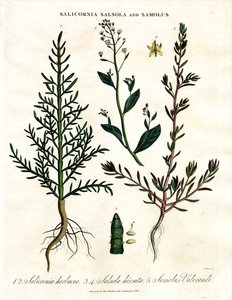Salicornia; Salsola und Samolus: Halophile Küstenpflanzen von John Pass