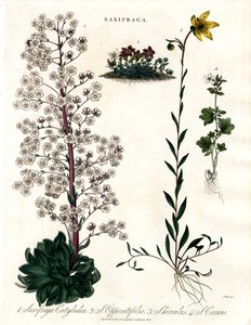 Saxifraga-Arten von John Pass