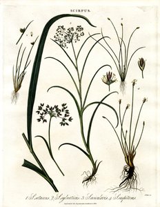 Scirpus-Arten
