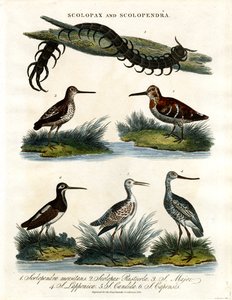 Scolopax und Scolopendra von John Pass