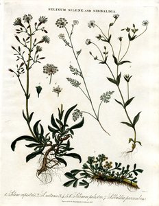 Selinum;Silene und Sibbaldia von John Pass