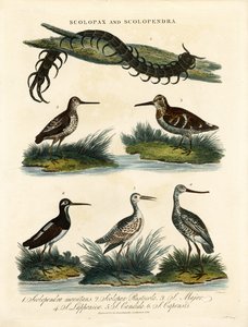 Schnepfen (Scolopax) und Tausendfüßler (Scolopendra) von John Pass