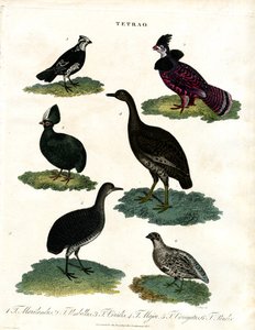 Tetrao Arten (Auerhuhn) von John Pass