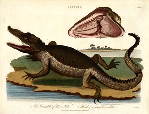 Das Krokodil des Nils und Kopf eines jungen Krokodils von John Pass
