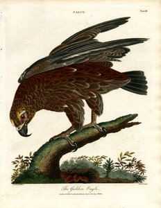 Der Steinadler von John Pass