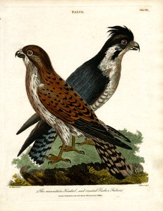 Der Bergfalke und der Haubenfischerfalke von John Pass
