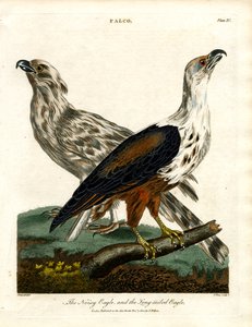 Der Lärmadler und der Langschwanzadler von John Pass