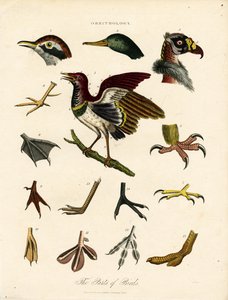 Die Teile der Vögel (Ornithologie) von John Pass