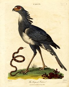 Der Sekretärvogel oder Schlangenfresser von John Pass