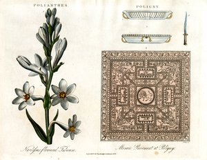 Tuberose und Römisches Mosaik von John Pass