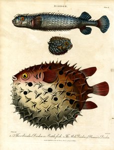 Verschiedene Igelfische (Diodon) von John Pass